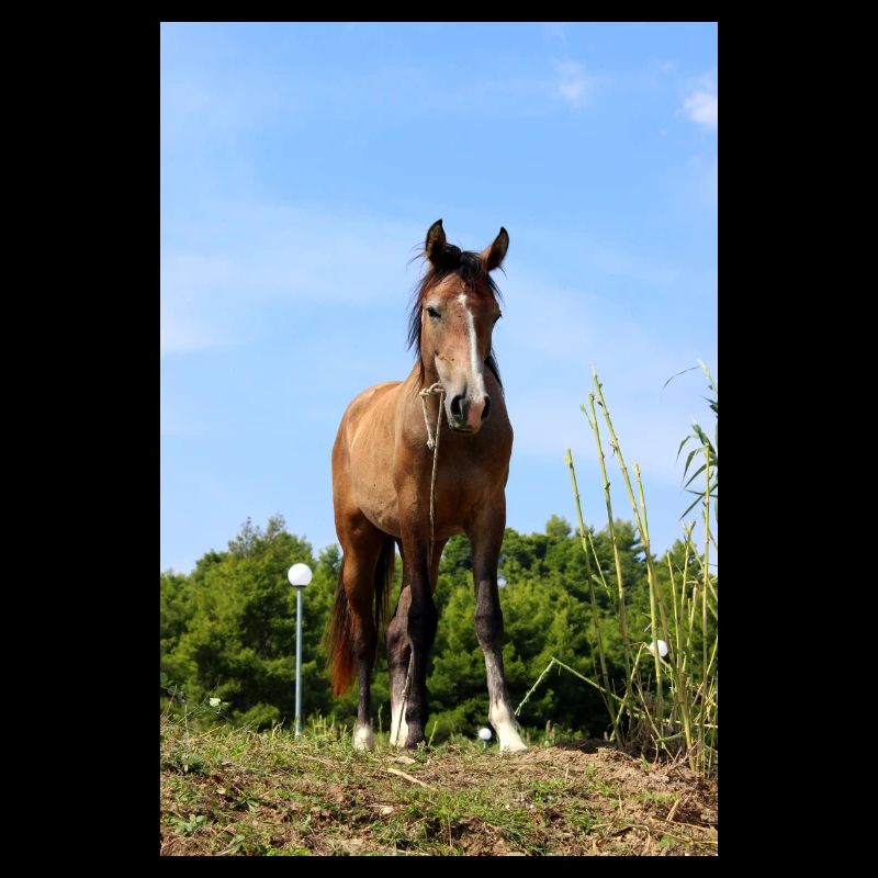 Affiche Cheval Cheval