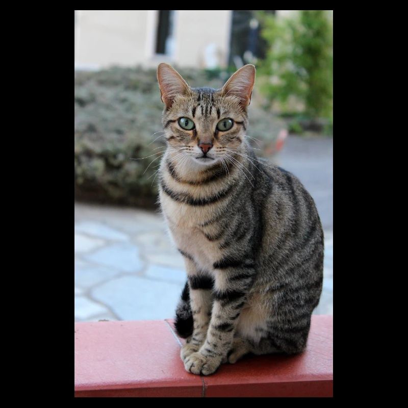 chat, chaton