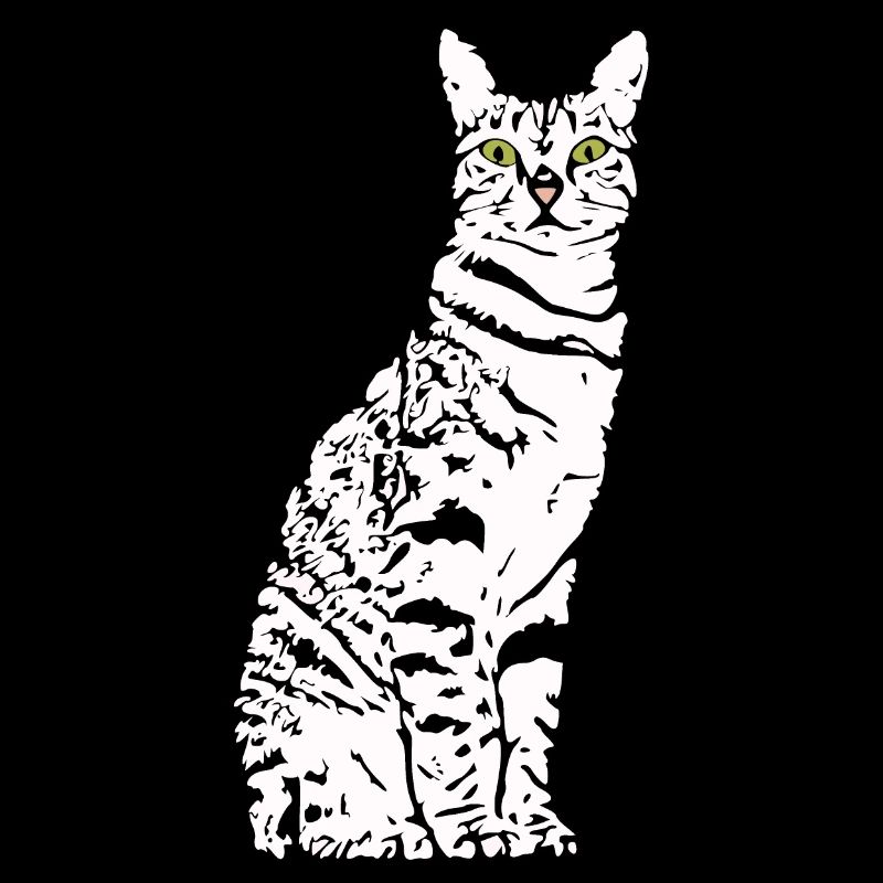 Chat Blanc Blanc Chats Chaton mignon