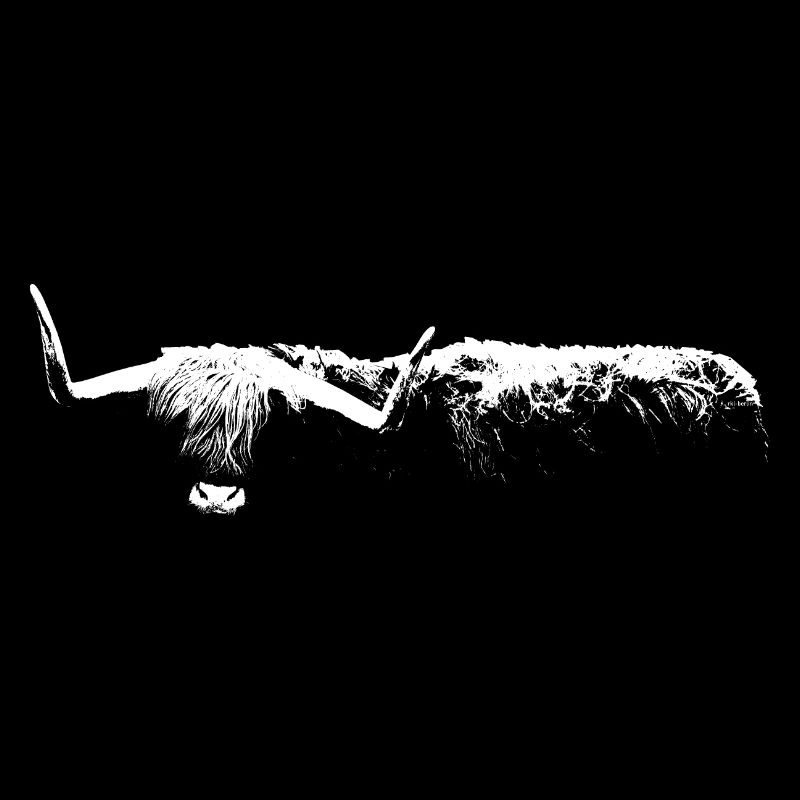 Highland Cattle / Cattle / Scottish Highland Cattle