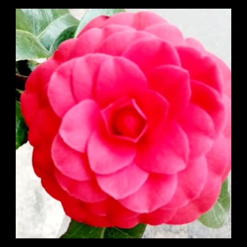Camélia Rose Intense