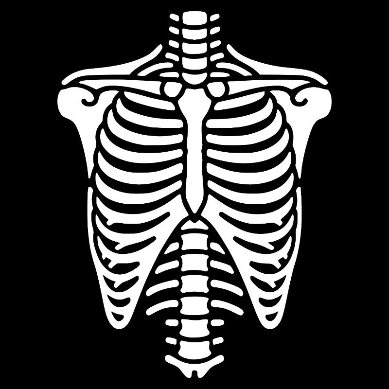 Brustkorb Skelett Thorax und Rippen Knochen