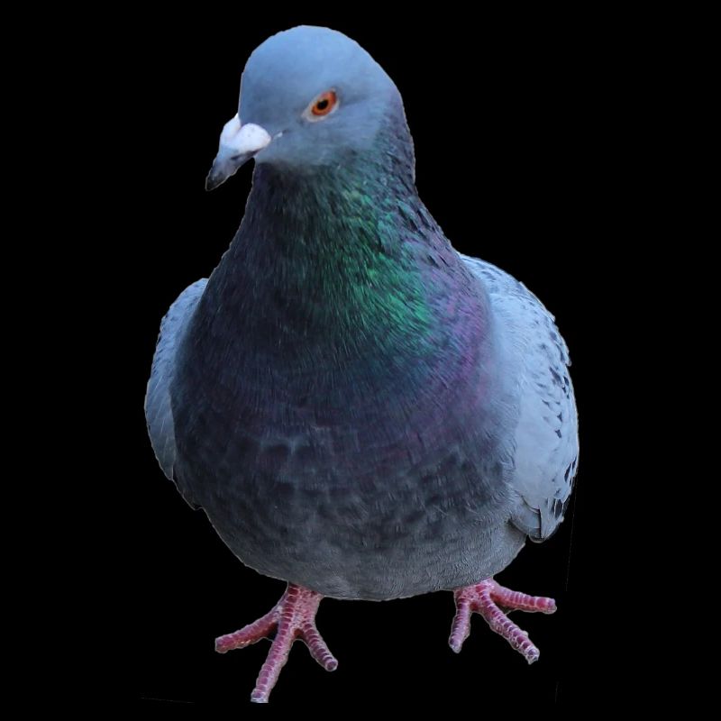 Colombe, Oiseau