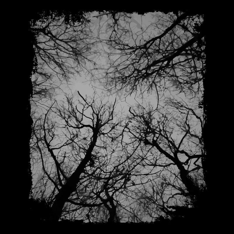 Dark Forest, Dark Woods, Nature Lovers