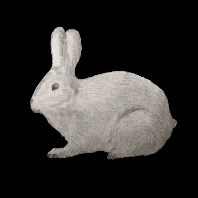 Hare