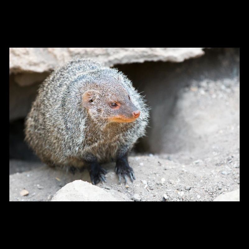 Gebänderte Manguste oder Zebramanguste