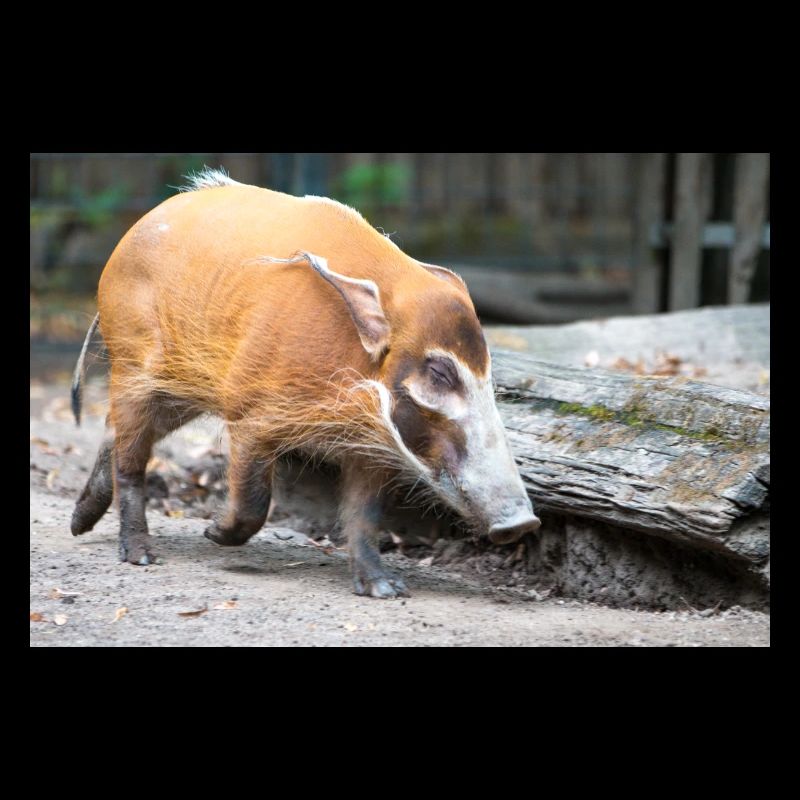 Buschschwein oder Rotflussschwein Pinselohrschwein