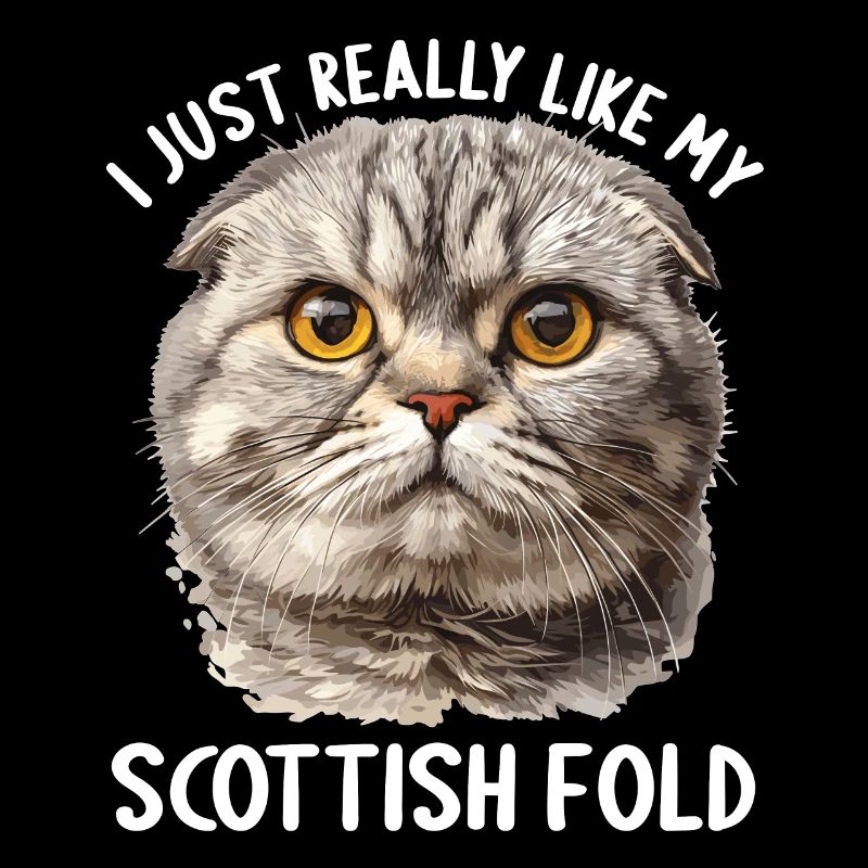 Scottish Fold Kitten Scottish Fold chat