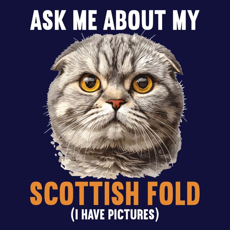 Scottish Fold Kitten Scottish Fold chat