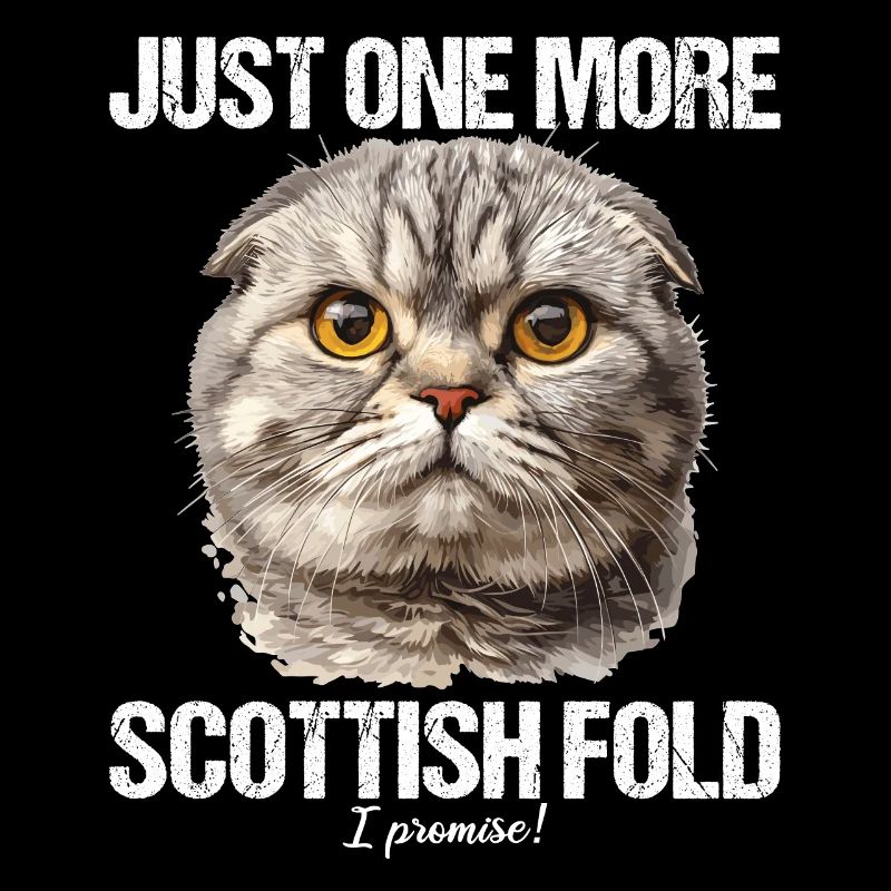 Scottish Fold Kätzchen Scottish Fold Katze