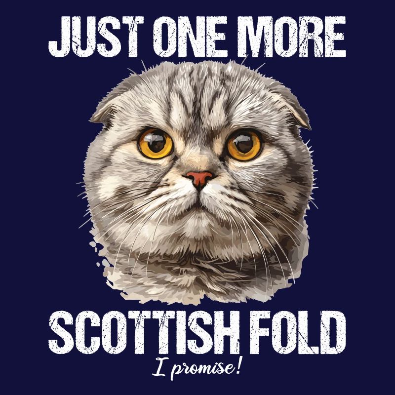 Scottish Fold Kitten Scottish Fold Cat