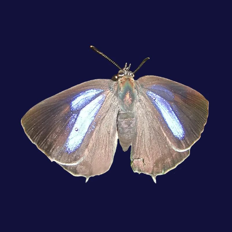 Blauer Eichen-Zipfelfalter
