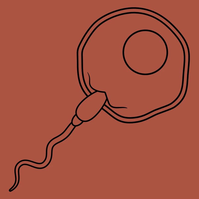 fertilization egg insemination egg sperm sperm