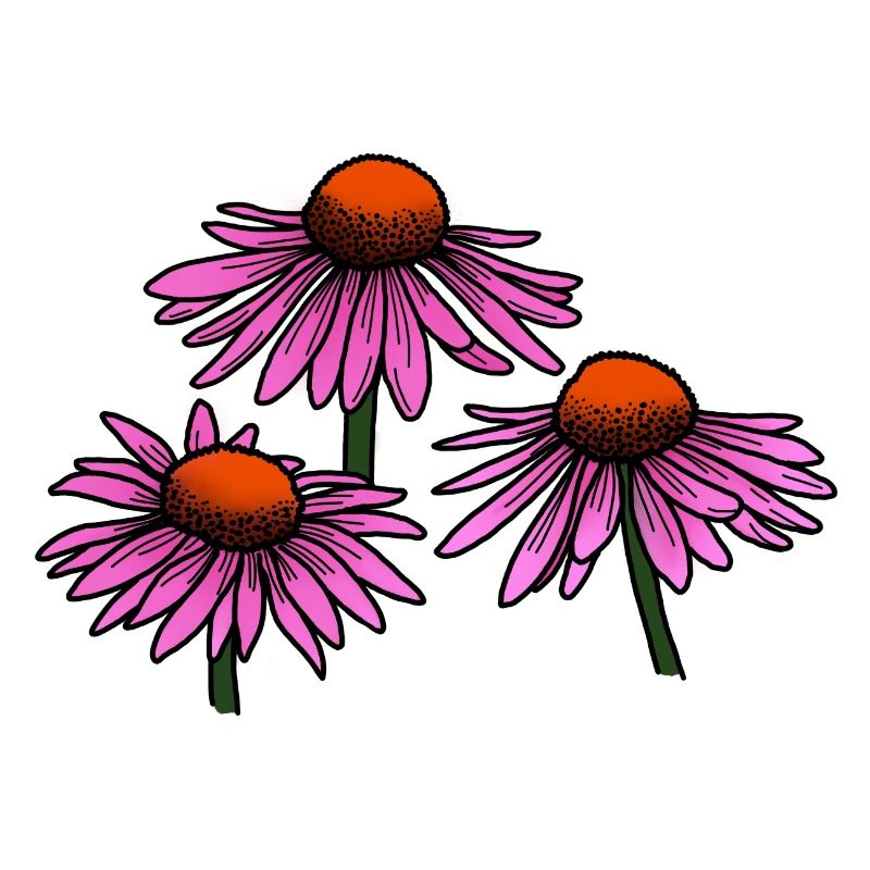 Échinacée - Fleur
