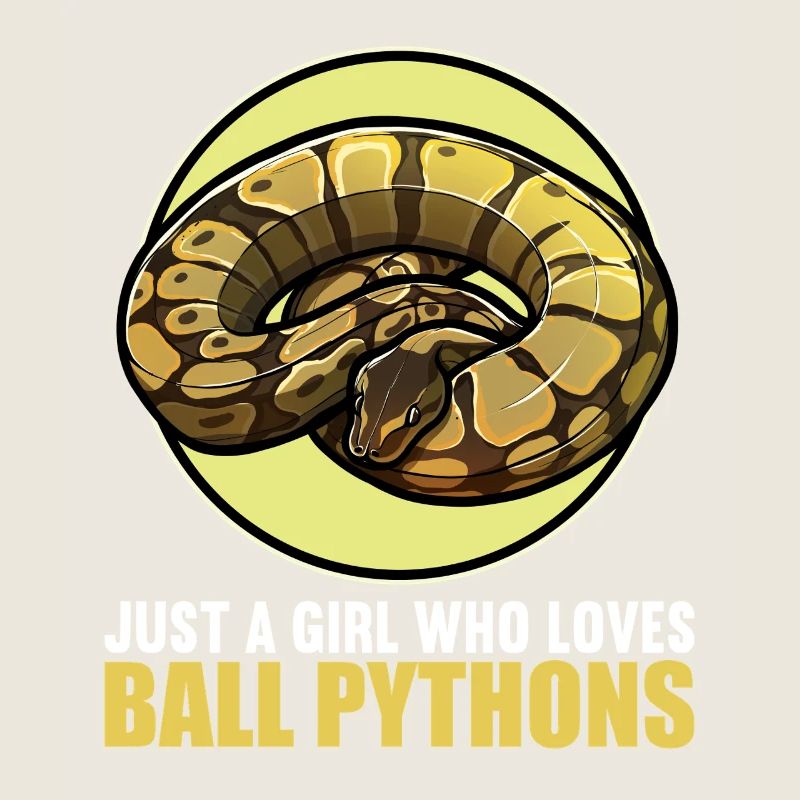 Ball Python Königspythons Königspython