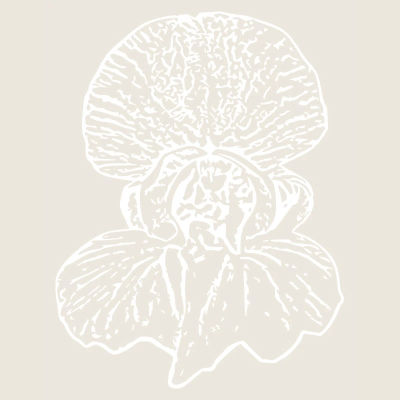 Fleur, Blanc, Fleurs, Fleur Blanche, Orchidée