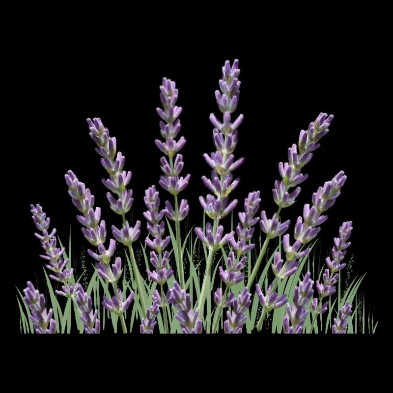 Lavendelhalme Lavendel