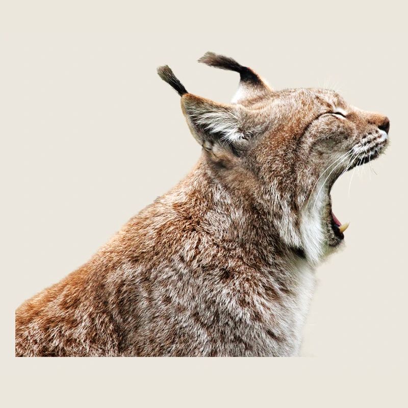 linx luchs cat cat