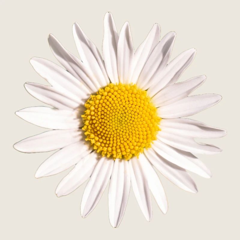 Gänseblümchen