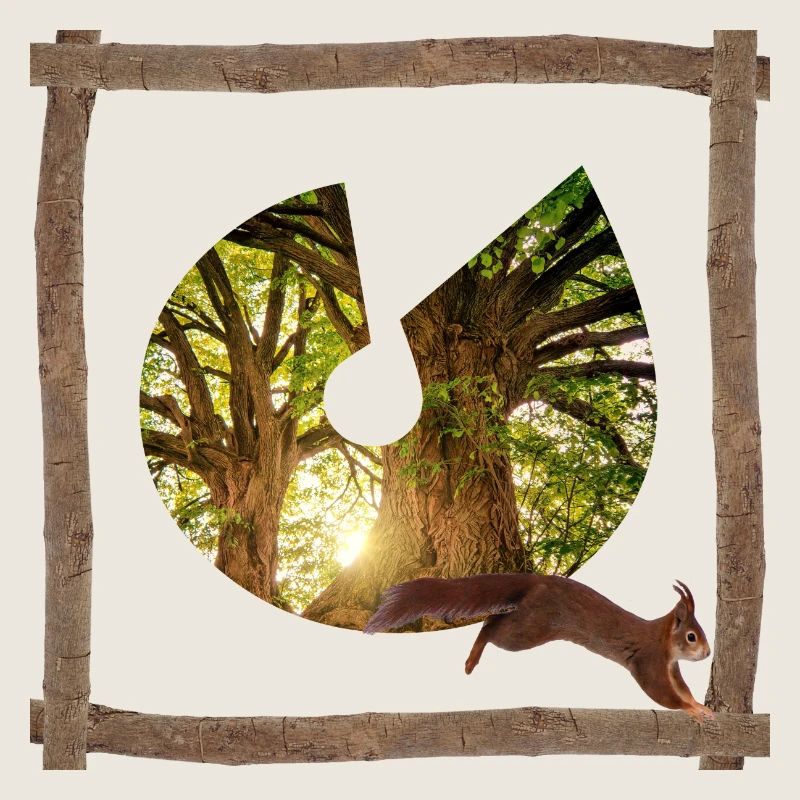 la forêt avec écureuils