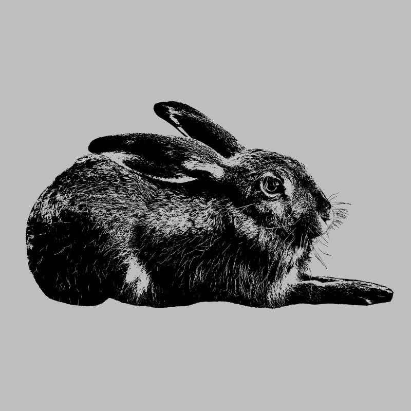 Hase / european hare / rabbit