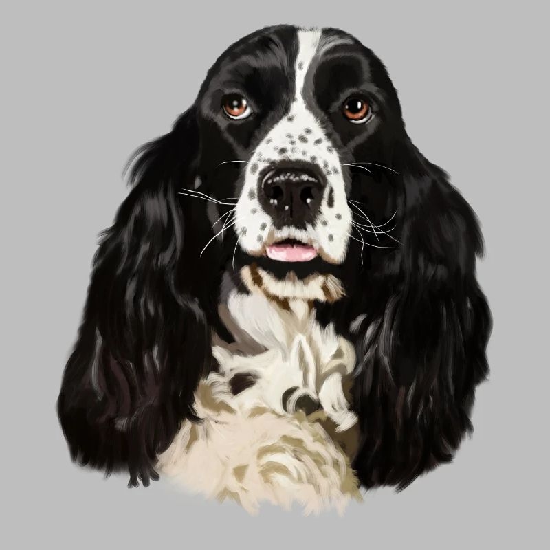 Cocker spaniel