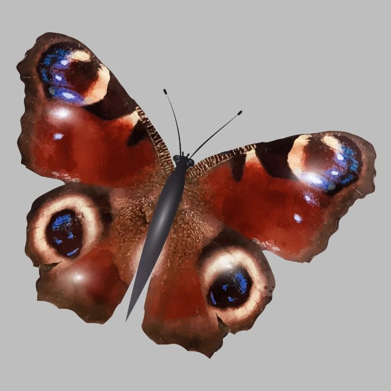 gorgeous peacock butterfly
