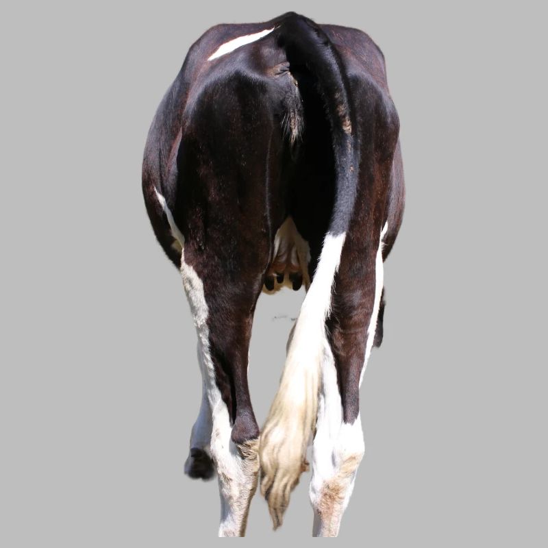 Vache