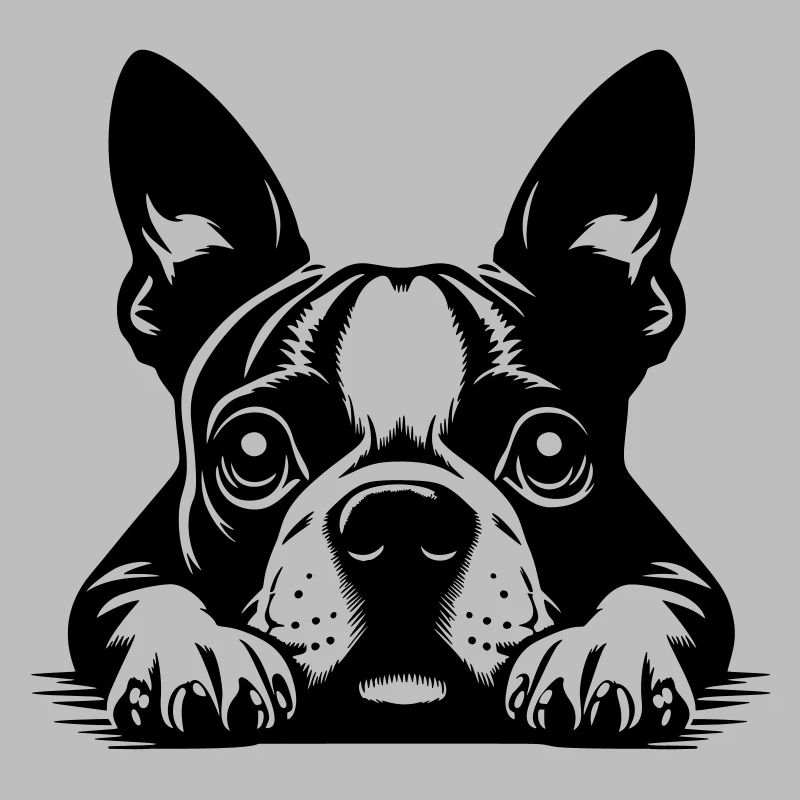 Boston Terrier Kopf mit Pfoten