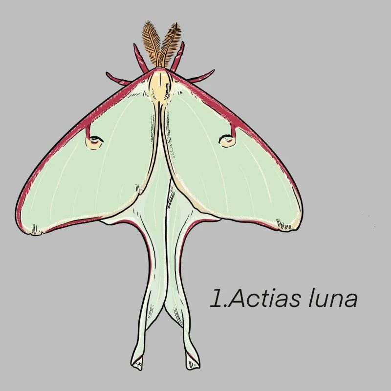 butterfly