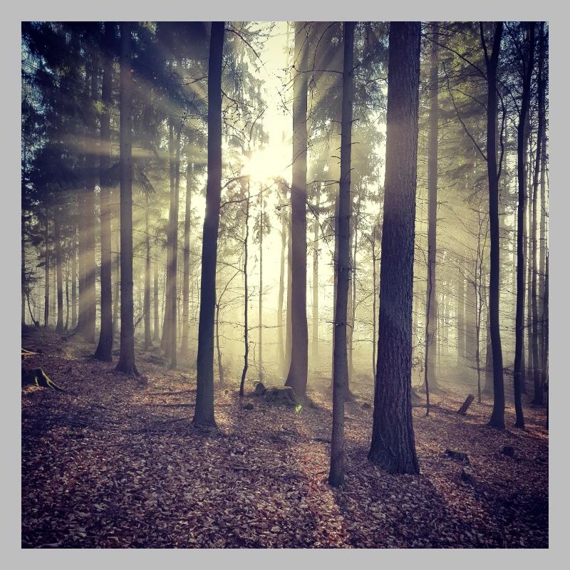 Sonnenstrahlen Waldlicht