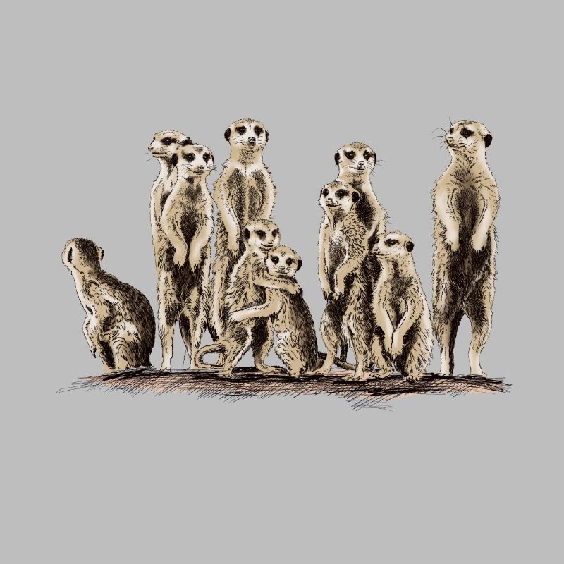 Erdmännchen