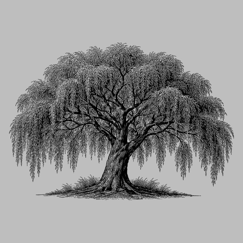 weeping willow