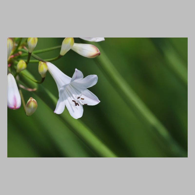 Macro de la fleur de lys blanc