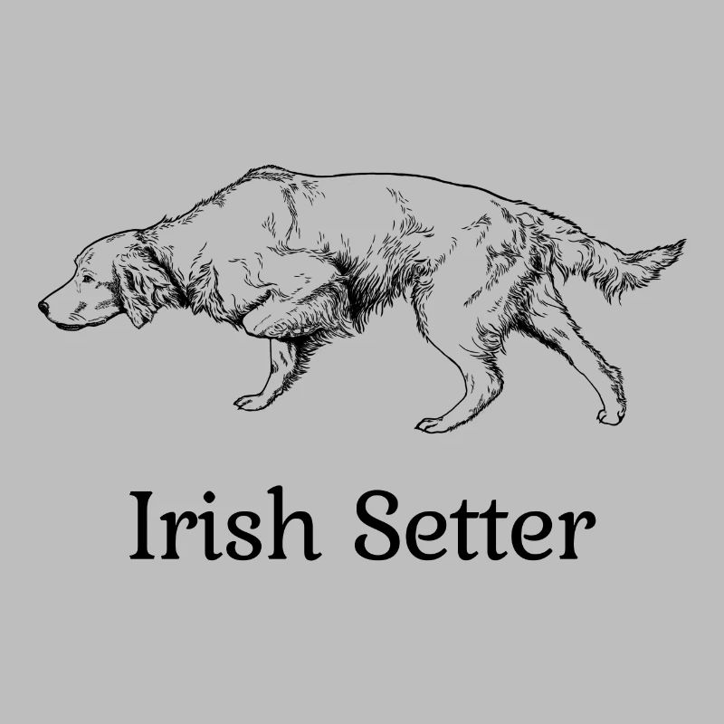 Irish Setter vorstehend