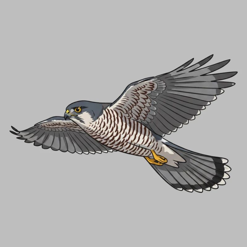 Sperber Greifvogel