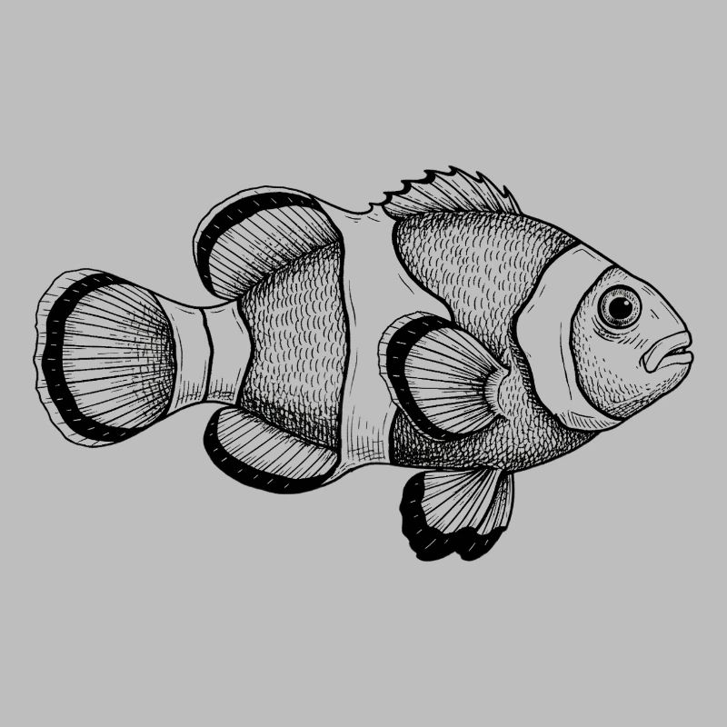 Clownfisch