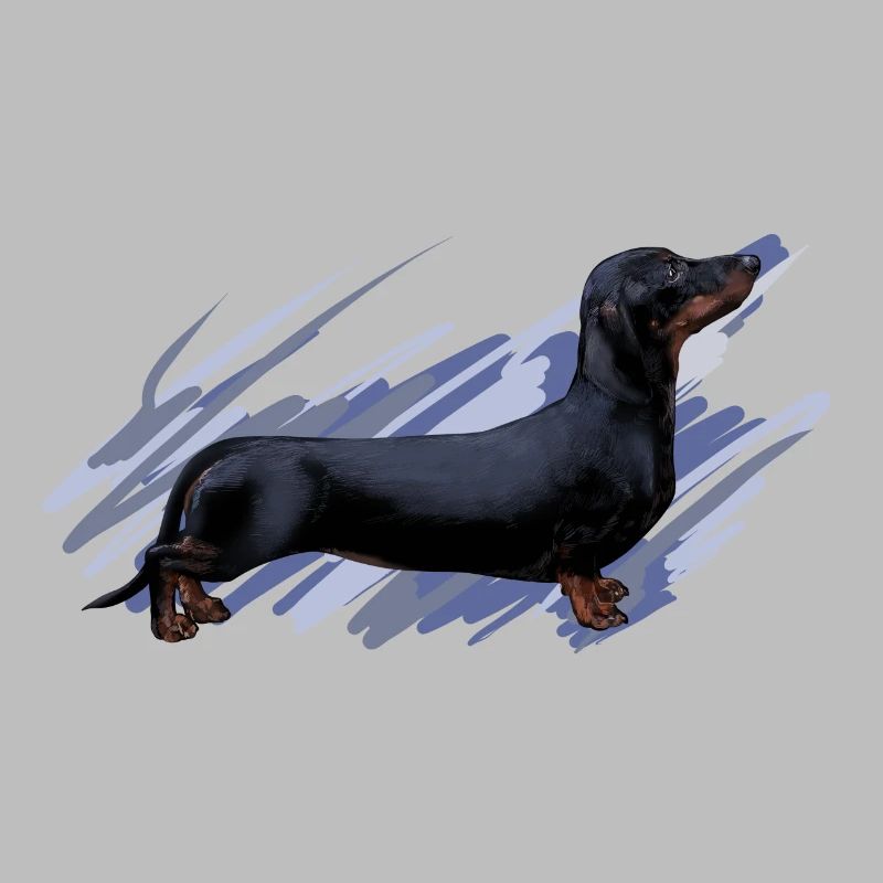 Dachshund