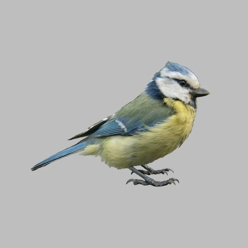 Blue tit 2