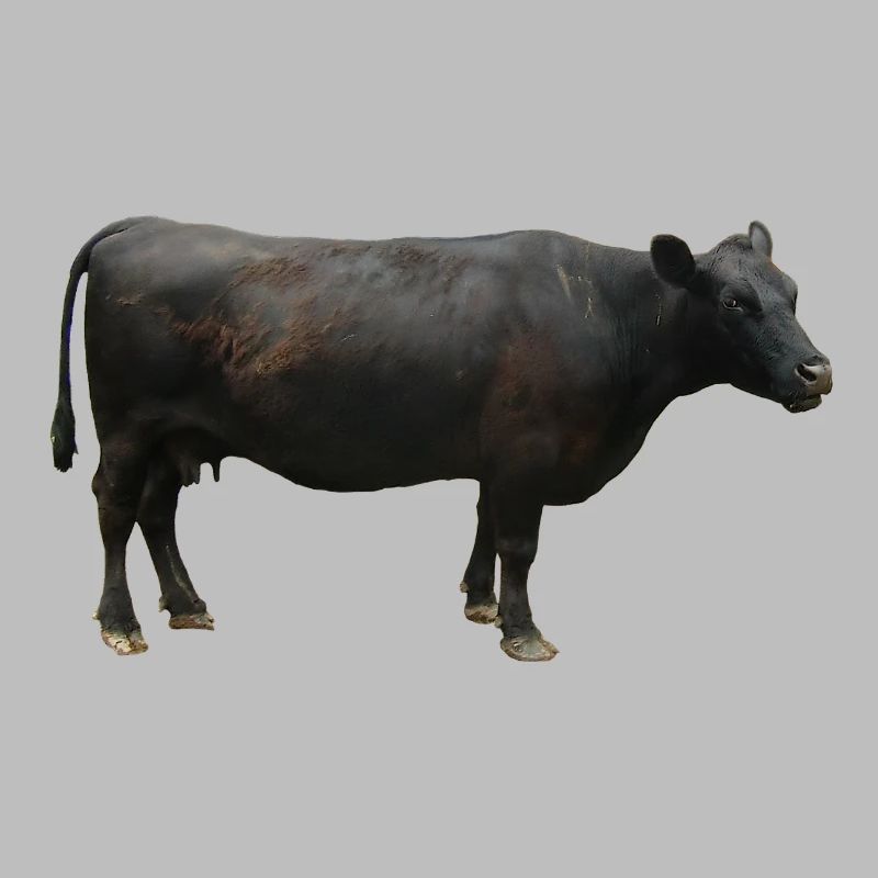 Boeuf noir