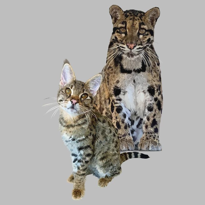 Panthère nébuleuse et chat