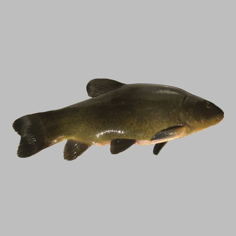 carpe (poisson)
