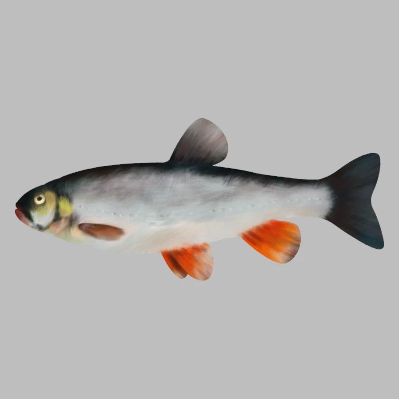 Döbel