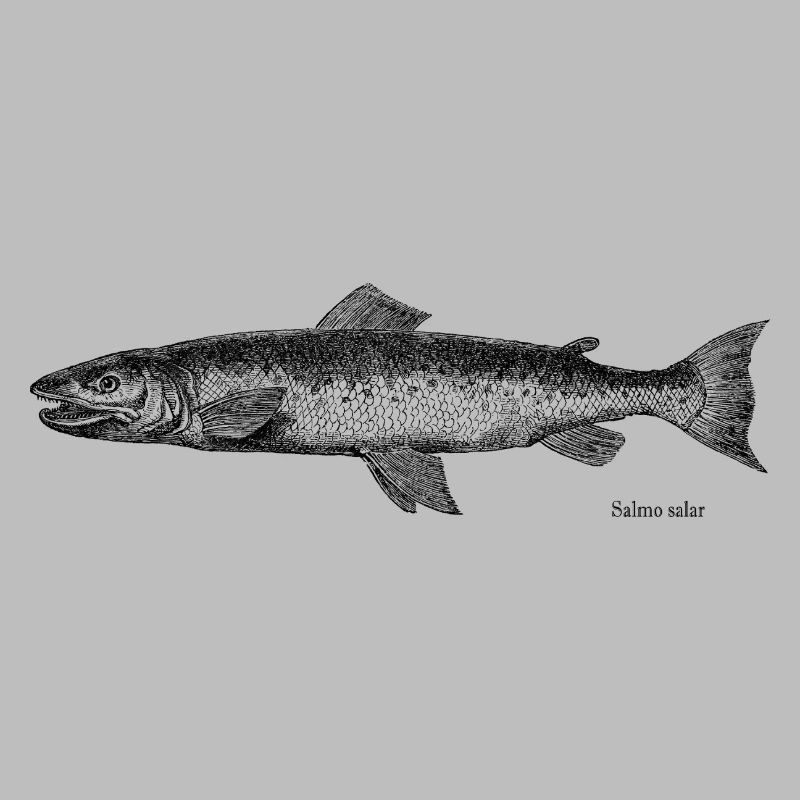 Salmon Engraving