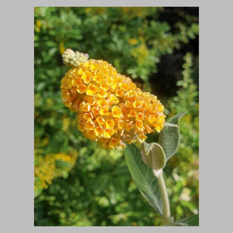 Buddleia, Schmetterlingsstrauch oder Sommerflieder 'Sungold'