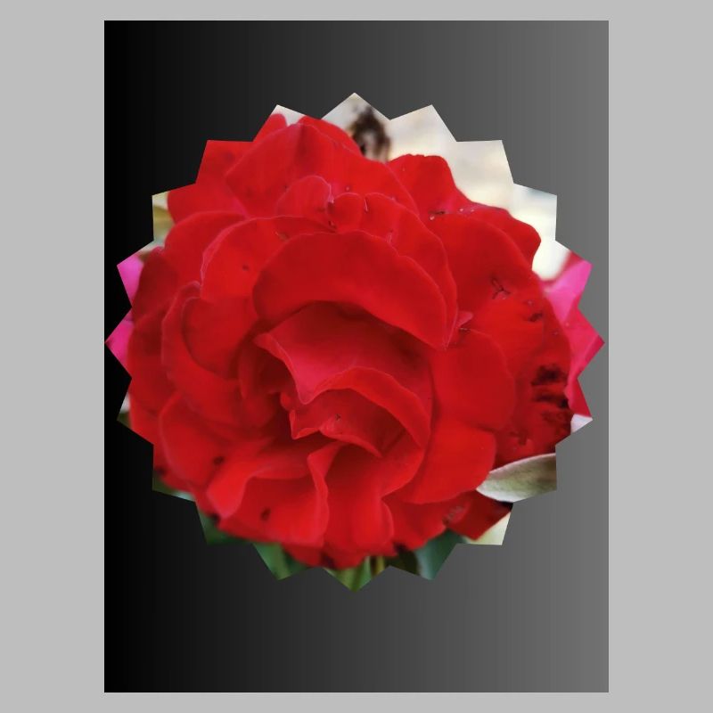Rose en forme de soleil