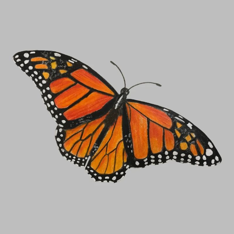 Papillon Monarque Papillon Entomologiste Errant Fold