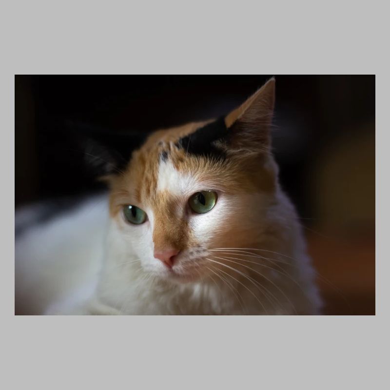 le chat