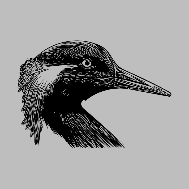 Grèbe huppé élégant portrait