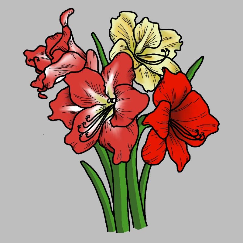 Amaryllis